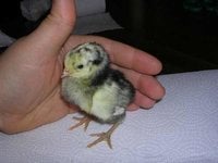 Hatcheries, Day Old Chicks