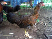 19bbaf8f_pullet.jpeg