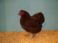 Bantam Partridge Wyandotte