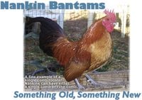 7a7e8644_nankin_bantams-1.jpeg