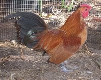 612c2e90_nankin_bantams-2.jpeg 612c2e90_nankin_bantams-2.jpeg