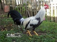 Giro Gamefowl