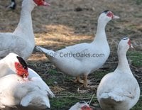 French White Muscovy ducks