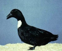 ec403f9f_black_swedish_duck.jpeg