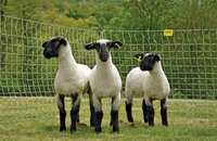 04573741_1305261495_NPCW_sheep2_2014.gif