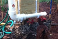 Chicken Fountain Automatic Waterer