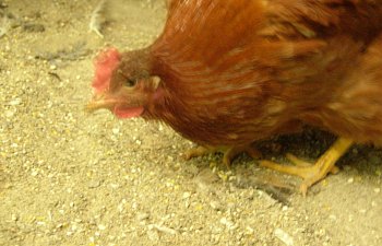 The Life Of A New Hampshire Hen