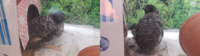 Barred Male Quail.png
