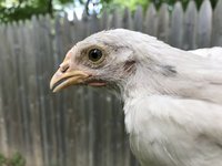 IMG_4126.JPG