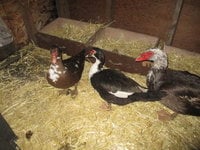 IMG_1272.JPG IMG_1272.JPG