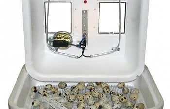 styrofoam-incubator.jpg