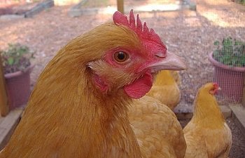 Buff Orpingtons Chicken Breed Information Pictures