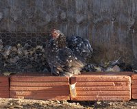 Blue Mottled Hen (1024x815).jpg