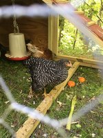 IMG_0826.JPG