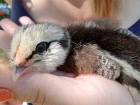 20170517_152710.jpg 20170517_152710.jpg