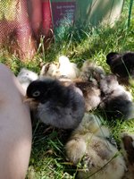 20170517_152408.jpg 20170517_152408.jpg