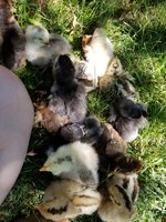 20170517_152342.jpg 20170517_152342.jpg