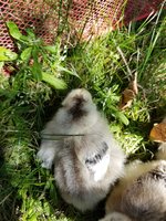 20170517_152316.jpg 20170517_152316.jpg