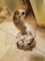 20170517_190346.jpg