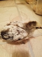 20170517_190343.jpg