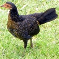 moa-hawaii-chicken.jpg