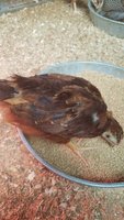 20170512_120532.jpg 20170512_120532.jpg
