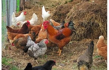 Composting With Chickens