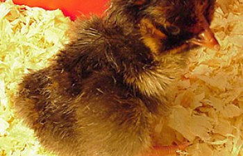 Pictures Of A Baby Chick Hatching Out Of A Chicken Egg