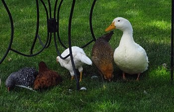 TO BROOD OR NOT TO BROOD: Baby Ducks and Chicks Together