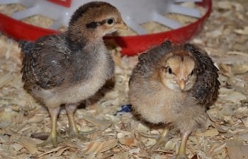 The Essential Quarantine: An Important, but Often Underestimated Part of Raising Chickens