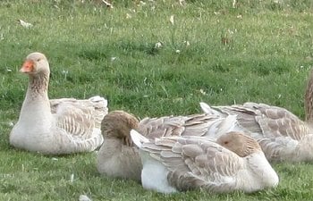Feeding Geese