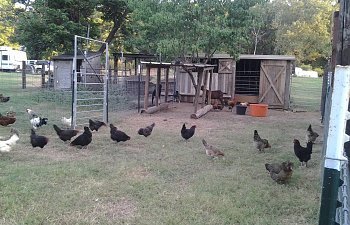 Maran Mama's Chicken Coop and Run