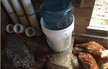 Quick and easy 5 gallon waterer