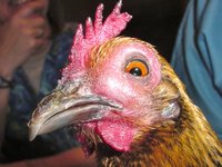 sinusitis-chicken.jpg