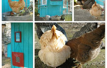 Bluebetweens Chicken Coop