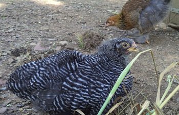 Thyrogenous Dwarfism in Poultry