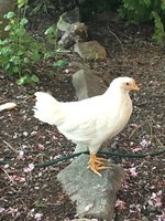 IMG_0668.JPG