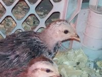 rooster.jpg
