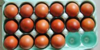 Marans eggs 4-19-17 2.JPG Marans eggs 4-19-17 2.JPG
