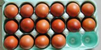 Marans eggs 4-19-17 2.JPG