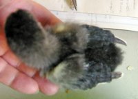 Marans chick tiny 5-21-17.jpg