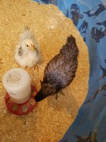 cream puff and olive.jpg