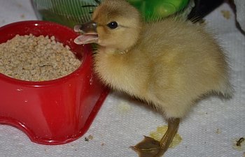 Crashie nom 6-4-15.jpg