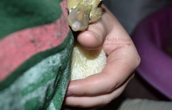 Crashie snuggle 6-26-15.jpg