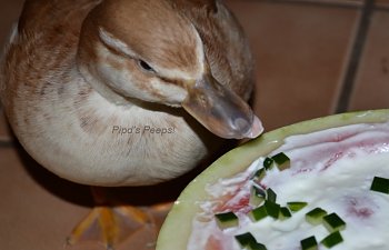 Crashie tongue.jpg