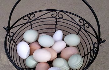 So You Want A Colorful Egg Basket