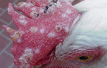 Avian Pox in Chickens - Warning, Graphic Pictures (under construction)
