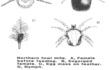 poultry_mites.gif