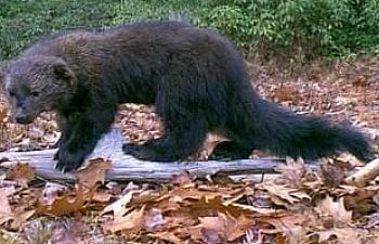 Fisher Cat - Chicken Predators - How To Protect Your Chickens From Fisher Cats