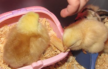 How To Socialize Baby Chickens
